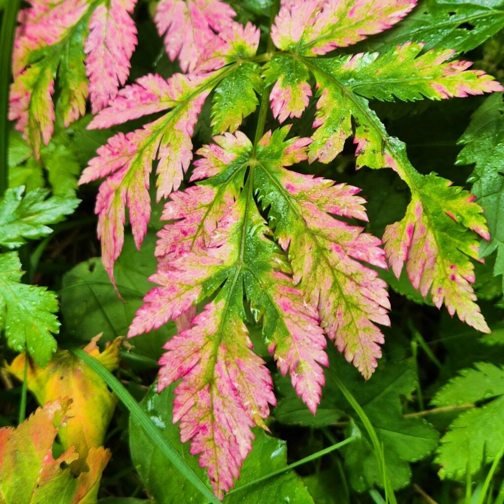 Instagram post from clemence_randoyoga. This post is in position 2.